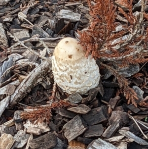 Coprinus comatus at Parkes, ACT - 2 Jun 2022 03:42 PM