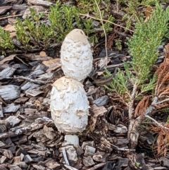 Coprinus comatus at Parkes, ACT - 2 Jun 2022 03:42 PM