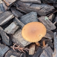 Unidentified Cap on a stem; gills below cap [mushrooms or mushroom-like] at Commonwealth & Kings Parks - 2 Jun 2022 by abread111