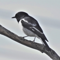 Melanodryas cucullata cucullata (Hooded Robin) at Tidbinbilla Nature Reserve - 2 Jun 2022 by JohnBundock