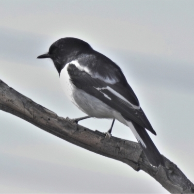 Melanodryas cucullata (Hooded Robin) at Tidbinbilla Nature Reserve - 2 Jun 2022 by JohnBundock