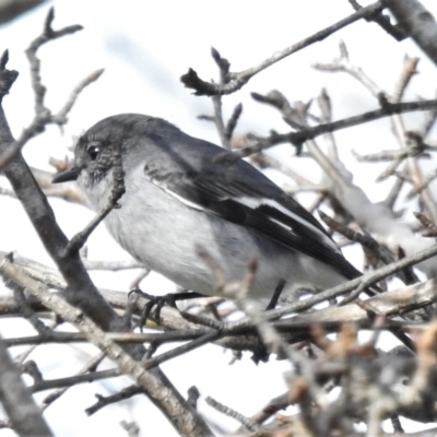 Melanodryas cucullata (Hooded Robin) at Tidbinbilla Nature Reserve - 2 Jun 2022 by JohnBundock