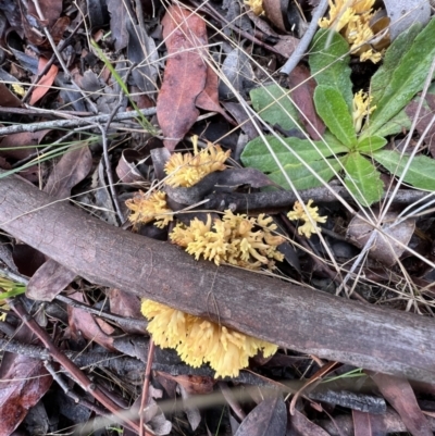 Ramaria sp. (genus) (A Coral fungus) at Jacka, ACT - 2 Jun 2022 by SimoneC