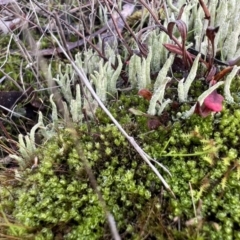 Cladonia sp. (genus) (Cup Lichen) at Bonner, ACT - 2 Jun 2022 by SimoneC