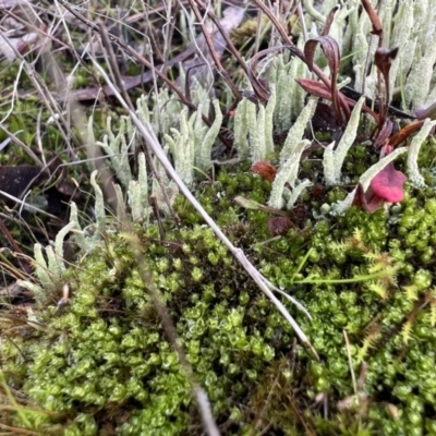Cladonia sp. (genus) (Cup Lichen) at Bonner, ACT - 2 Jun 2022 by SimoneC