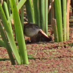 Poodytes gramineus (Little Grassbird) at Fyshwick, ACT - 2 Jun 2022 by RodDeb