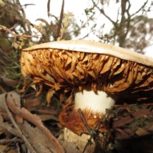 Austrocortinarius australiensis at Stromlo, ACT - 30 May 2022