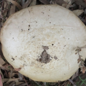 Austrocortinarius australiensis at Stromlo, ACT - 30 May 2022