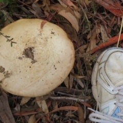 Austrocortinarius australiensis at Stromlo, ACT - 30 May 2022