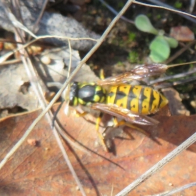 Vespula germanica (European Wasp, German Yellowjacket Wasp) at Yarrow, NSW - 29 May 2022 by Christine