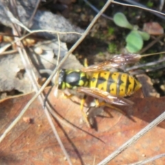 Vespula germanica (European wasp) at Yarrow, NSW - 29 May 2022 by Christine