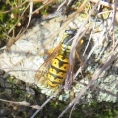 Vespula germanica at Yarrow, NSW - 29 May 2022 12:11 PM