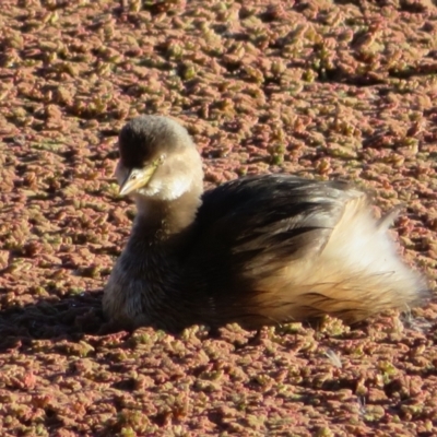 Tachybaptus novaehollandiae (Australasian Grebe) at Jerrabomberra Wetlands - 29 May 2022 by Christine