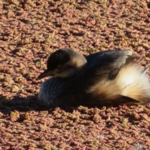 Tachybaptus novaehollandiae at Fyshwick, ACT - 29 May 2022