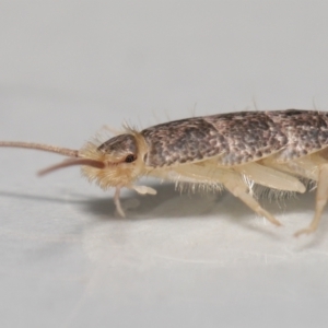 Lepismatidae (family) at Evatt, ACT - 2 Jun 2022