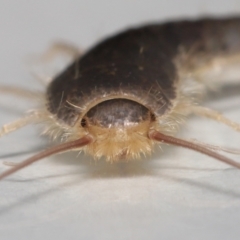 Lepismatidae (family) at Evatt, ACT - 2 Jun 2022