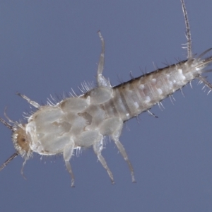 Lepismatidae (family) at Evatt, ACT - 2 Jun 2022