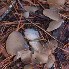 Unidentified Other fungus at Penrose, NSW - 24 May 2022 by Aussiegall