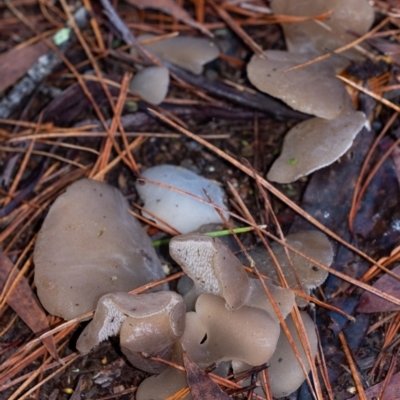 Unidentified Other fungus at Wingecarribee Local Government Area - 24 May 2022 by Aussiegall