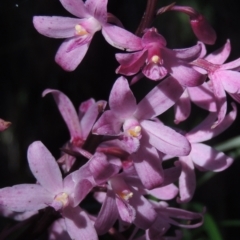 Dipodium roseum (Rosy Hyacinth Orchid) at Paddys River, ACT - 13 Feb 2022 by michaelb