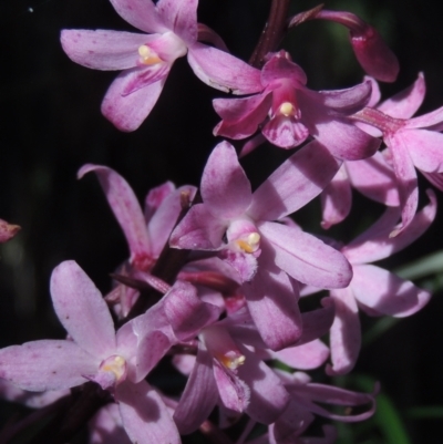 Dipodium roseum (Rosy Hyacinth Orchid) at Tidbinbilla Nature Reserve - 13 Feb 2022 by michaelb