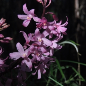 Dipodium roseum at Paddys River, ACT - 13 Feb 2022