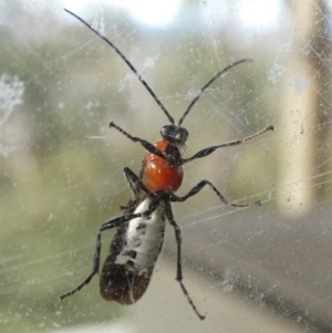 Braconidae (family) at Borough, NSW - 2 Jun 2022