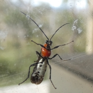 Braconidae (family) at Borough, NSW - suppressed