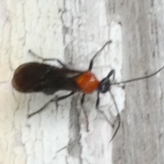 Braconidae (family) at Borough, NSW - 2 Jun 2022