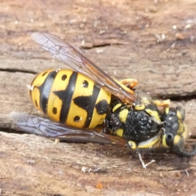 Vespula germanica (European Wasp, German Yellowjacket Wasp) at Borough, NSW - 2 Jun 2022 by Paul4K