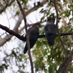 Calyptorhynchus lathami lathami (Glossy Black-Cockatoo) at Broulee Moruya Nature Observation Area - 23 May 2022 by LisaH