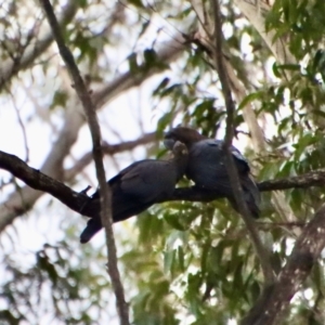 Calyptorhynchus lathami at Moruya, NSW - 23 May 2022
