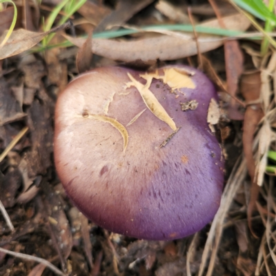 Cortinarius archeri s.l. (Emperor Cortinar) at Greenway, ACT - 3 Jun 2022 by NathanaelC