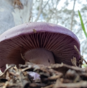 Cortinarius archeri s.l. at Greenway, ACT - 3 Jun 2022