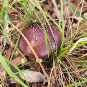 Cortinarius archeri s.l. at Greenway, ACT - 3 Jun 2022