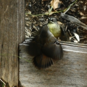 Sericornis frontalis at Aranda, ACT - 2 Jun 2022 12:56 PM