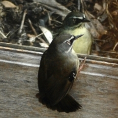 Sericornis frontalis at Aranda, ACT - 2 Jun 2022