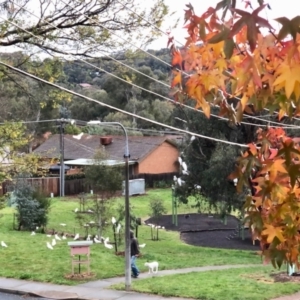 Cacatua galerita at Aranda, ACT - 31 May 2022