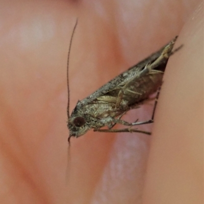 Gnathifera eurybias (A Fringe-tufted Moth) at Molonglo Valley, ACT - 8 Apr 2022 by CathB