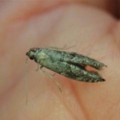 Gnathifera eurybias at Molonglo Valley, ACT - 8 Apr 2022 05:32 PM