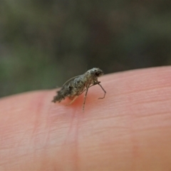 Gnathifera eurybias at Molonglo Valley, ACT - 8 Apr 2022 05:32 PM