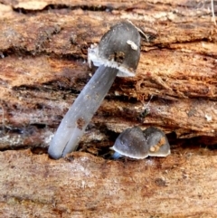 Unidentified Cap on a stem; gills below cap [mushrooms or mushroom-like] (TBC) at Karabar, NSW - 3 Jun 2022 by Paul4K