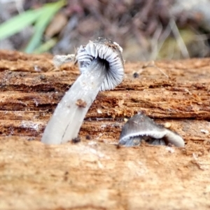 Mycena sp. at Karabar, NSW - 3 Jun 2022