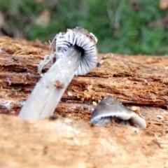 Mycena sp. at Karabar, NSW - 3 Jun 2022