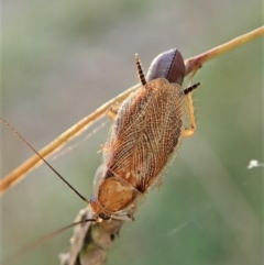 Balta spuria (A Balta Cockroach) at Mount Painter - 12 Apr 2022 by CathB