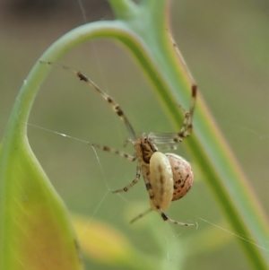 Theridiidae (family) at Aranda, ACT - 25 Apr 2022 03:37 PM