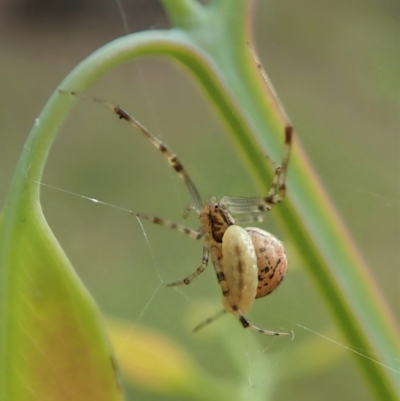 Theridiidae (family) (Comb-footed spider) at Aranda, ACT - 25 Apr 2022 by CathB