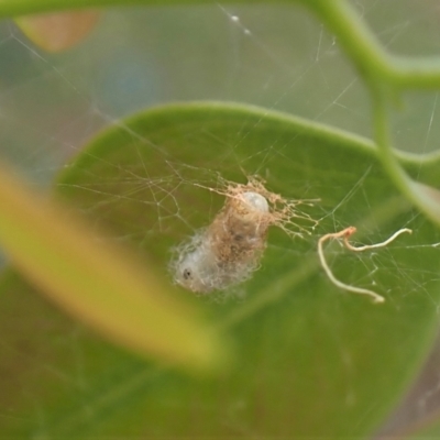 Unidentified Insect at Aranda Bushland - 28 Apr 2022 by CathB