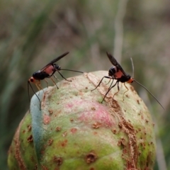 Unidentified Parasitic wasp (numerous families) (TBC) at Cook, ACT - 20 May 2022 by CathB