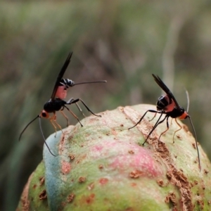 Braconidae (family) at Cook, ACT - 20 May 2022